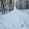 adam_73167