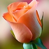 abdulrhman11