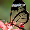 butterfly_32386