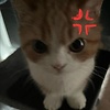 sasa_39977