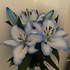 emi_93741