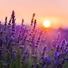 Lavendersun