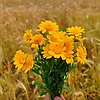 amel_94788