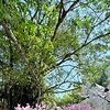 atika_67638