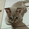 andikayusu_61782