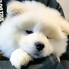 maxinyu