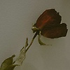 moh_79915