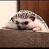 hedgehog_66639