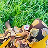 Daisy_87246