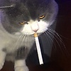 Sugar_Rai