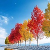 ahmad_22336