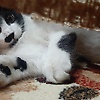 smail_84372