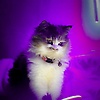 puppy_11829