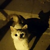 lina_23788