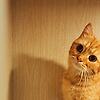 aisha_89767