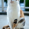 Tomsie