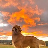dyego_91675