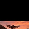 serhat_60107