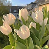 aya_42949