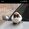 hasann_76610