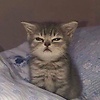 girasol_41252