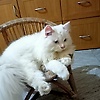 adheena_42327