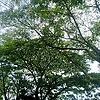 cradestrig_17088