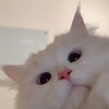 Aziizmiaw