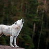 Arthur_117