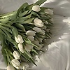 chisom_41159