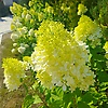 rafael_33085