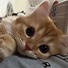 zeynella
