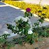sayed_gamal