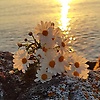 naima_87548