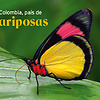 Softbutterfly