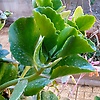abodi_43501