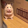niknikk