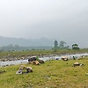 akram_42778