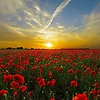 amani_14244