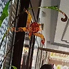 hajar_75645