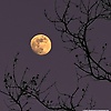 anna_35161