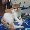 acaa_56261