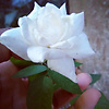 gardenia_60480