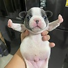 luq_788