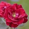 liya_27832