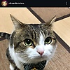 setia_61599