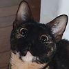 Gabuabua