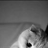 curise_6548