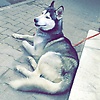 wasim_61099