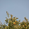 wu_38501
